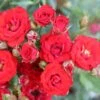 Red Patio Rose 'Scarlet' 3Ltr Pot 1 Red Patio Rose 'Scarlet' 3Ltr Pot -Garden Care Store 5011622202876