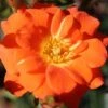 Whartons 'Sunseeker' Orange Patio Rose Plant 3Ltr Pot -Garden Care Store 5011622202937