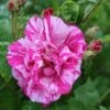 Rosa Gallica 'Versicolor' Rose 4Ltr Pot 1 Rosa Gallica 'Versicolor' Rose 4Ltr Pot -Garden Care Store 5011622203590