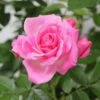 Whartons 'Carefree Days' Pink Patio Rose 3Ltr Pot -Garden Care Store 5011622204320 c348a09c 6519 482d 8cf0 071643869dff