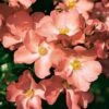 Whartons 'Coral' Carpet Rose Plant 3Ltr -Garden Care Store 5011622206492