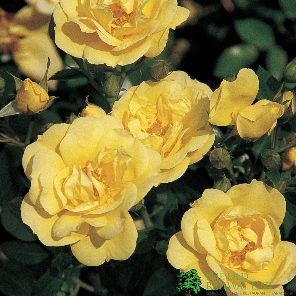 Whartons 'Flower Carpet Gold' Standard Rose 7.5Ltr Pot 3 Whartons 'Flower Carpet Gold' Standard Rose 7.5Ltr Pot