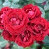 Red Patio Rose 'Sweet Wishes' 3Ltr Pot -Garden Care Store 5011622209240
