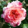 Pink Patio Rose 'Designer Sunset' 3Ltr 1 Pink Patio Rose 'Designer Sunset' 3Ltr -Garden Care Store 5011622209950 b4ec2bc5 23f6 41e1 9de7 2c32df102035