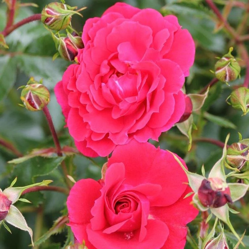 Whartons 'Ruby' Carpet Rose Plant 3Ltr 3 Whartons 'Ruby' Carpet Rose Plant 3Ltr