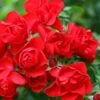 Flower Carpet Scarlet Rose 3 Ltr -Garden Care Store 5011622210482