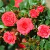 Whartons 'Birthday Wishes' Standard Tree Rose 50cm Stem -Garden Care Store 5011622211250