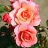 Whartons 'Summer Beauty' Floribunda Peach Bush Rose Plant 3Ltr Pot 2 Whartons 'Summer Beauty' Floribunda Peach Bush Rose Plant 3Ltr Pot -Garden Care Store 5011622212134