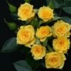 Whartons 'Flower Power Gold' Yellow Patio Rose 3Ltr -Garden Care Store 5011622212165 20b46535 da84 42a5 a896 942c7be33ec3