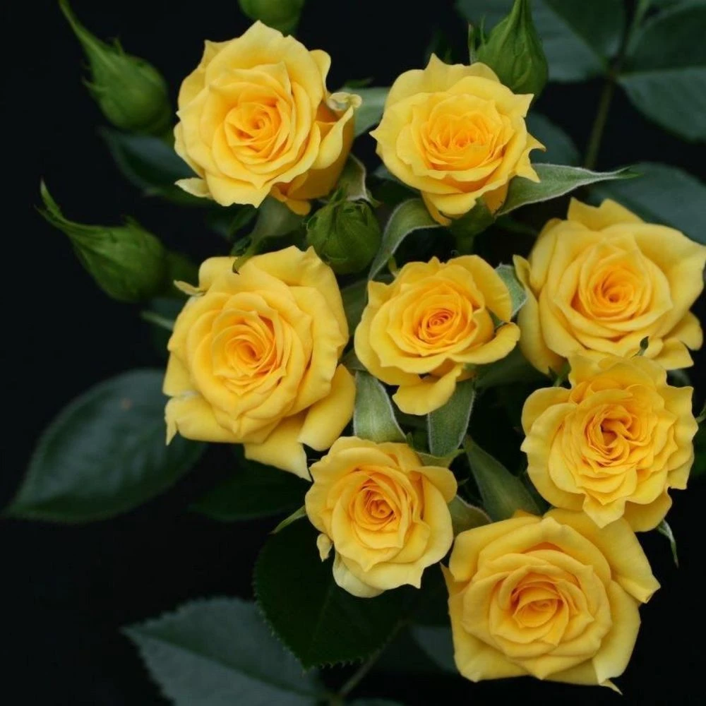 Whartons 'Flower Power Gold' Yellow Patio Rose 3Ltr 3 Whartons 'Flower Power Gold' Yellow Patio Rose 3Ltr