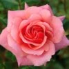 Pink Shrub Rose 'Festive Jewel' 4Ltr Pot -Garden Care Store 5011622212486
