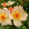 Apricot Climbing Rose 'Keith Maughan' 4Ltr Pot -Garden Care Store 5011622212493