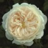 Cream Shrub Rose 'Macmillan Nurse' 4Ltr Pot