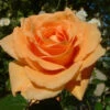 Orange Shrub Rose 'Raymond Carver' 4Ltr Pot -Garden Care Store 5011622213018