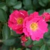 Pink Patio Rose 'Flirt' 3Ltr Pot -Garden Care Store 5011622213964