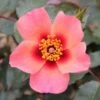 Pink Floribunda Rose 'For Your Eyes Only' 3Ltr Pot -Garden Care Store 5011622214329
