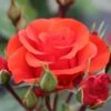 Whartons 'Precious Love' Standard Red Rose Plant 7.5Ltr Pot -Garden Care Store 5011622214442