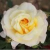 Cream Hybrid Tea Rose 'Sunny Sky' 3Ltr Pot -Garden Care Store 5011622214732