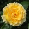 Yellow Shrub Rose 'Grosvenor House' 4Ltr Pot -Garden Care Store 5011622214848