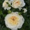 Cream Shrub Rose 'Queens Jubilee' 4Ltr Pot -Garden Care Store 5011622214855