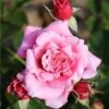 Whartons 'Timeless Pink' Bush Rose 4Ltr Pot 2 Whartons 'Timeless Pink' Bush Rose 4Ltr Pot -Garden Care Store 5011622216033