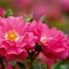 Whartons 'Flower Carpet Pink' Climbing Rose 4Ltr Pot 1 Whartons 'Flower Carpet Pink' Climbing Rose 4Ltr Pot -Garden Care Store 5011622216064