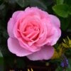 Pink Shrub Rose 'Pearl Of St. Lukes' 4Ltr Pot -Garden Care Store 5011622219706