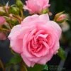 Pink Climbing Rose 'Mamma Mia Courtyard' 3Ltr Pot 2 Pink Climbing Rose 'Mamma Mia Courtyard' 3Ltr Pot -Garden Care Store 5011622220184