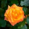 Orange Climbing Rose 'Redova Courtyard' 4Ltr Pot -Garden Care Store 5011622220214