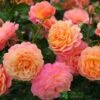 Whartons 'Peach Melba' Peach Climbing Rose 3Ltr Pot 1 Whartons 'Peach Melba' Peach Climbing Rose 3Ltr Pot -Garden Care Store 5011622220238