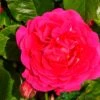 Pink Climbing Rose 'Pasillo Courtyard' 3Ltr Pot 2 Pink Climbing Rose 'Pasillo Courtyard' 3Ltr Pot -Garden Care Store 5011622220641