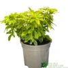 Choisya Ternata 'Sundance' Mexican Orange Blossom Plant 3Ltr Pot -Garden Care Store 5019756149760