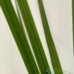 Cordyline Australis 2Ltr Pot