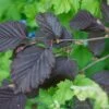 Corylus Maxima 'Purpurea' Filbert Tree 7.5Ltr Pot -Garden Care Store 5019756158601