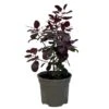 Cotinus 'Royal Purple' Smoke Tree 3 Ltr Pot -Garden Care Store 5019756160697