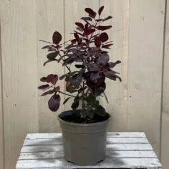 Cotinus 'Royal Purple' Smoke Tree 3 Ltr Pot -Garden Care Store 5019756160697 2