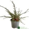 Cotoneaster Horizontalis Plant 3Ltr Pot -Garden Care Store 5019756161533