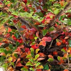 Cotoneaster Horizontalis Plant 3Ltr Pot -Garden Care Store 5019756161533 3