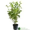 Griselinia Littoralis 3Ltr Pot -Garden Care Store 5019756190328