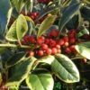 Ilex 'Golden King' Holly Plant 3Ltr Pot 2 Ilex 'Golden King' Holly Plant 3Ltr Pot -Garden Care Store 5019756201833