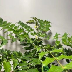 Mahonia 'Winter Sun' Plant 3Ltr Pot 5 Mahonia 'Winter Sun' Plant 3Ltr Pot -Garden Care Store 5019756219593 2