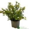 Potentilla Fruticosa 'Abbotswood' Shrubby Cinquefoil 3Ltr Pot -Garden Care Store 5019756242195