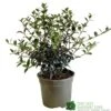 Osmanthus Burkwoodii Plant 3Ltr Pot 1 Osmanthus Burkwoodii Plant 3Ltr Pot -Garden Care Store 5019756617351 2