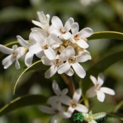 Osmanthus Burkwoodii Plant 3Ltr Pot 5 Osmanthus Burkwoodii Plant 3Ltr Pot -Garden Care Store 5019756617351