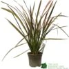 Phormium 'Jester' Flax 3Ltr Pot 1 Phormium 'Jester' Flax 3Ltr Pot -Garden Care Store 5019756670905