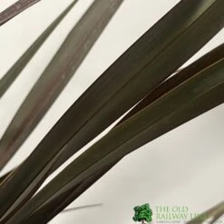 Phormium 'Platts Black' Flax 3Ltr Pot -Garden Care Store 5019756893489 2