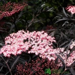 Sambucus Nigra 'Black Lace' Plant 3Ltr 5 Sambucus Nigra 'Black Lace' Plant 3Ltr -Garden Care Store 5019756992175 2