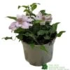 Clematis 'Filigree' Climbing Plant 2Ltr Pot -Garden Care Store 5019801001760