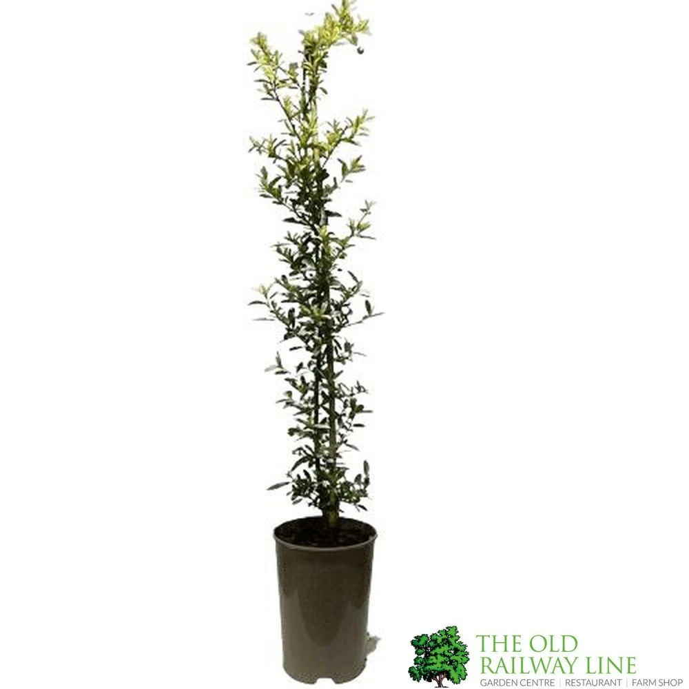 Ceanothus 'Lemon And Lime' Plant 3Ltr Pot 3 Ceanothus 'Lemon And Lime' Plant 3Ltr Pot