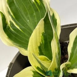 Hosta 'Patriot' Plant 2Ltr Pot 5 Hosta 'Patriot' Plant 2Ltr Pot -Garden Care Store 5019801008288 2